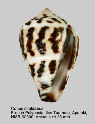 Conus chaldaeus.jpg - Conus chaldaeus(Röding,1798)